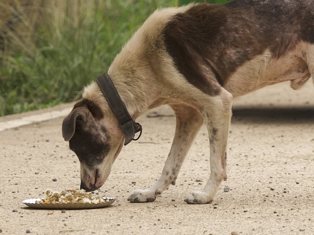 Stray Feeding Program